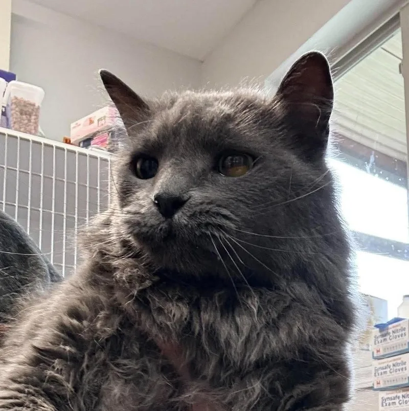 An adult medium-sized female Domestic Long Hair cat named Lula Bell for adoption in Bolivar, MO