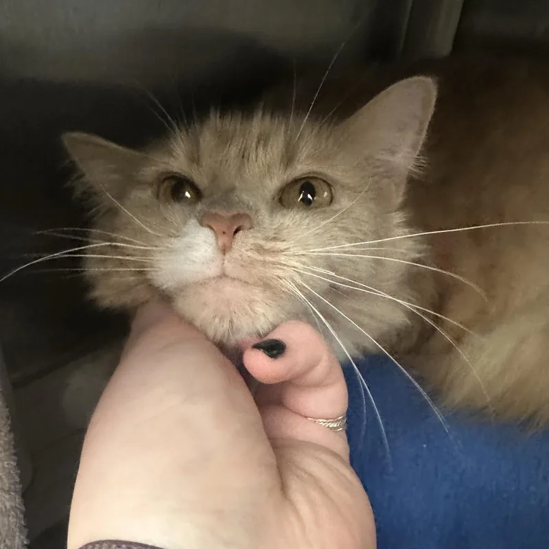An adult large-sized female Buff / Tan / Fawn Domestic Medium Hair cat named Annabeth for adoption in Pittsburgh, PA