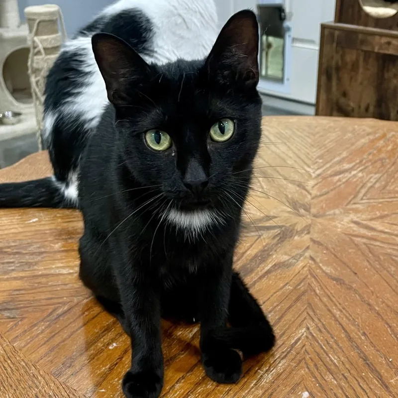 An adult medium-sized female Black Domestic Short Hair cat named Weasel for adoption in Fairmont, WV