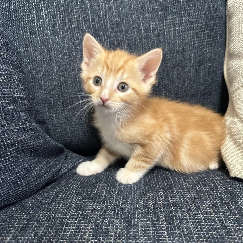 A baby medium-sized male Orange & White Domestic Short Hair cat named Garfield for adoption in Columbia, MD