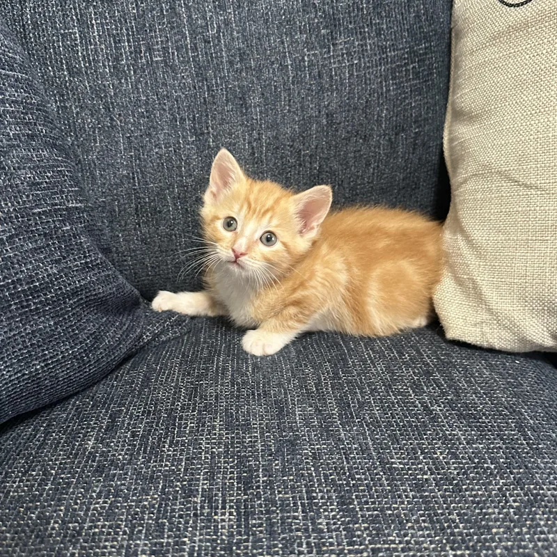 Garfield thumbnail 2