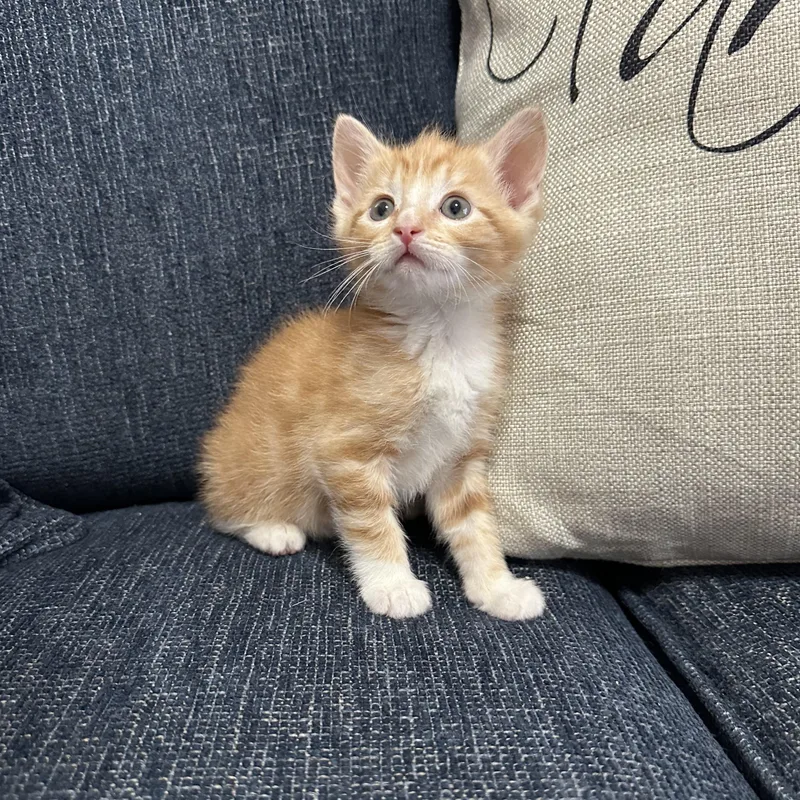 Garfield thumbnail 3
