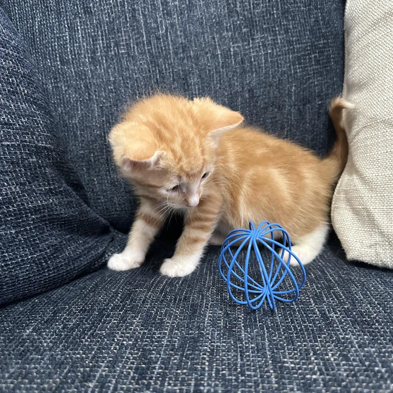 Garfield thumbnail 4