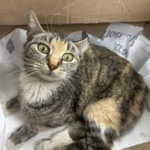 An adult small-sized female Calico American Shorthair cat named Walmart for adoption in Chattanooga, TN