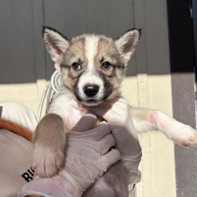 A baby small-sized female Brown / Chocolate Husky dog named Glenda for adoption in LOXAHATCHEE, FL