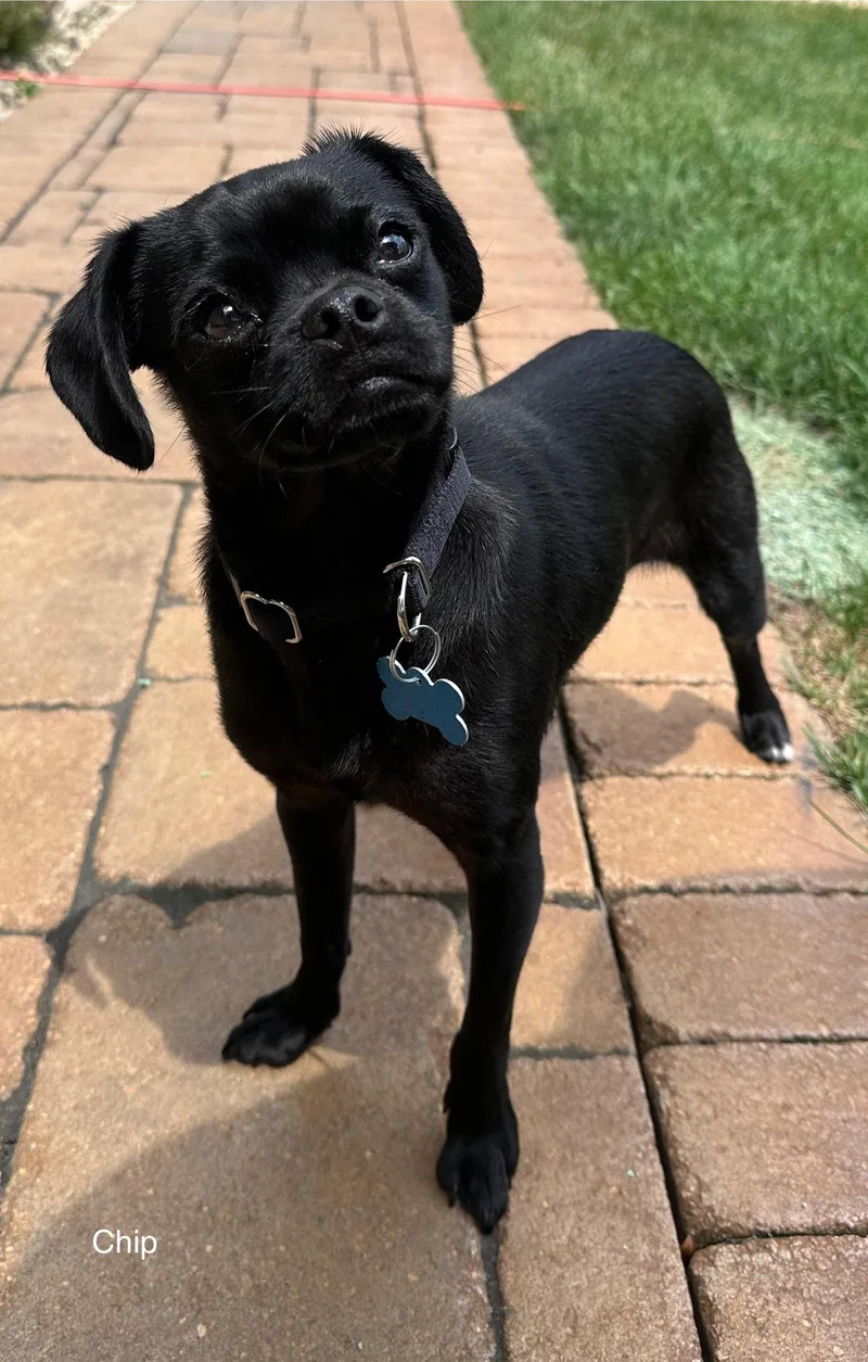 A young medium-sized male Pug dog named Chip CA for adoption in Hillside, IL