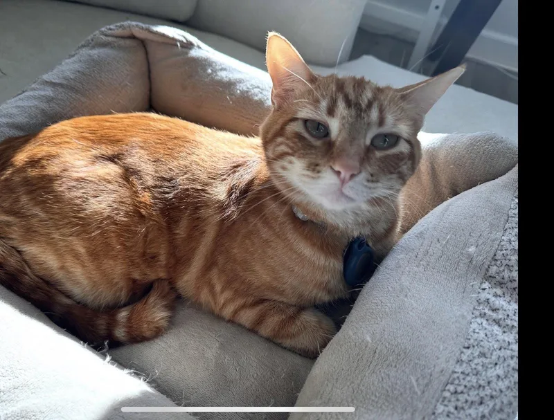 An adult large-sized male Orange / Red Domestic Short Hair cat named Milo for adoption in Woodland, CA