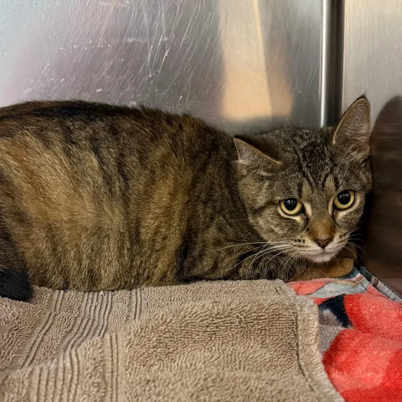 An adult small-sized female Gray / Blue / Silver Domestic Short Hair cat named Bobbie C for adoption in Elbow Lake, MN