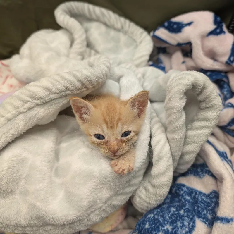 A baby small-sized female Domestic Short Hair cat named Ara for adoption in Oceanside, CA