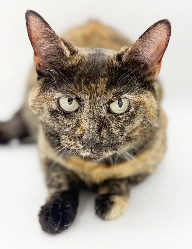 An adult medium-sized female Tortoiseshell cat named Stella Can't Wait To for adoption in Bedford Hills, NY