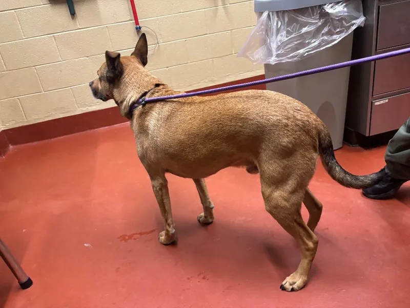 An adult medium-sized male Mixed Breed dog named Pepsi for adoption in Douglasville, GA