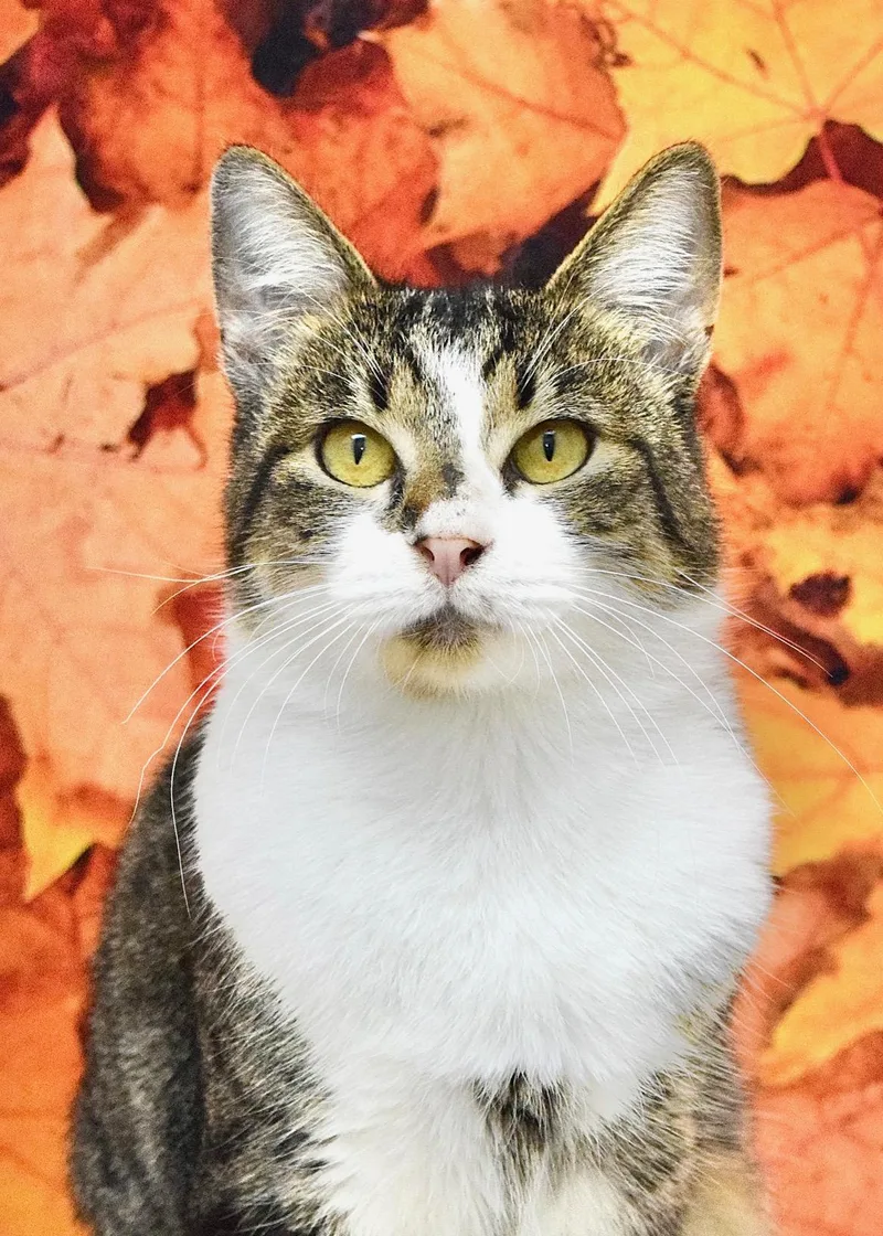 A young medium-sized male Domestic Short Hair cat named Cooper for adoption in Dublin, CA