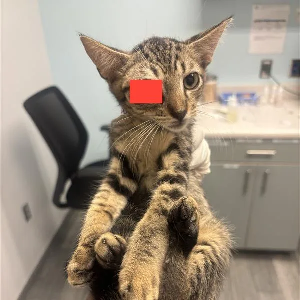 A baby small-sized male Brown / Chocolate Domestic Short Hair cat named Mike Wazowski for adoption in Jacksonville, FL