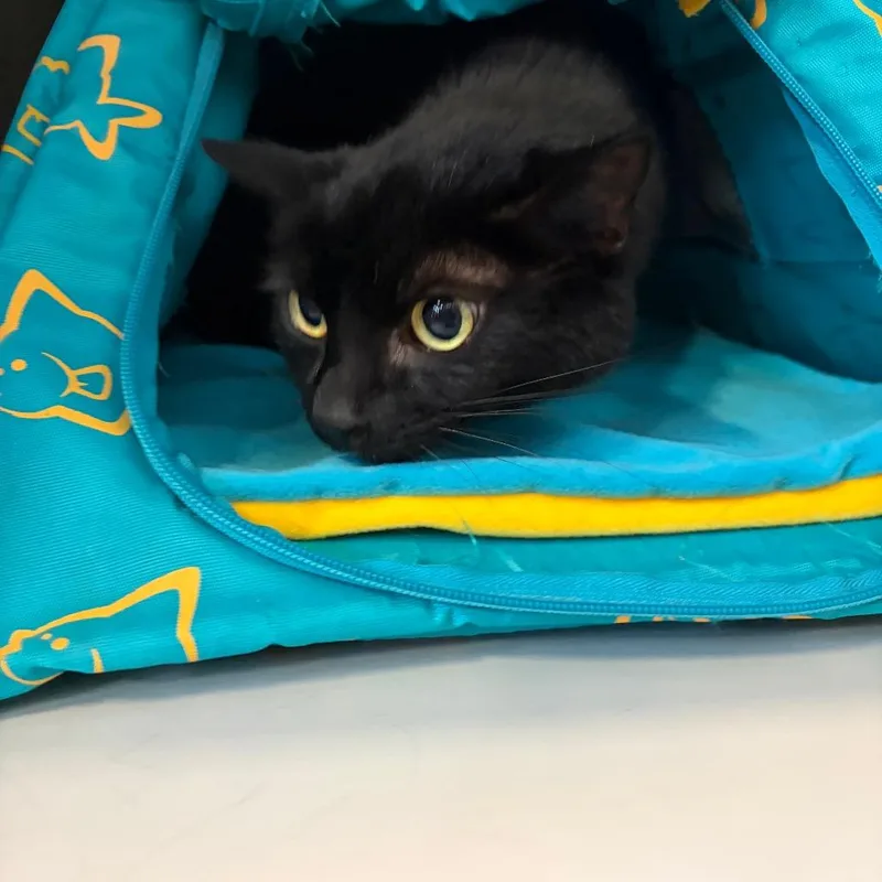 A senior medium-sized female Black Domestic Short Hair cat named Lexy for adoption in Sarasota, FL