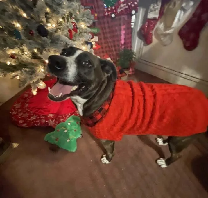 An adult medium-sized female Black Mountain Cur dog named Layla for adoption in Inez, TX