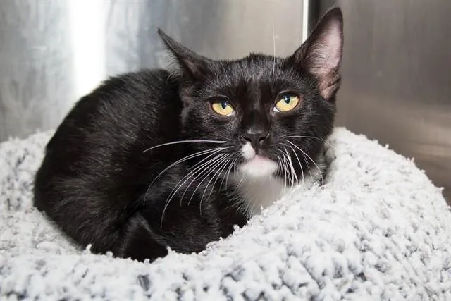 A baby small-sized male Domestic Short Hair cat named Simmons for adoption in Santa Monica, CA