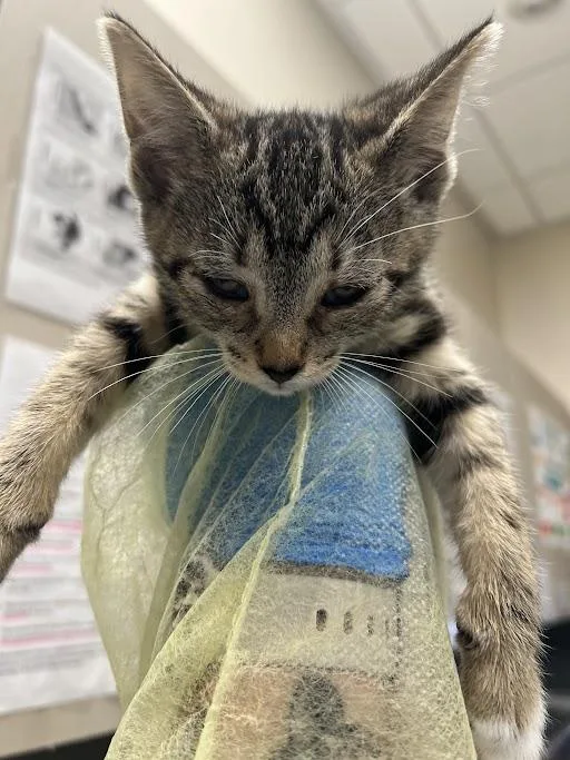 A baby small-sized female Domestic Short Hair cat named Angel for adoption in Las Vegas, NV