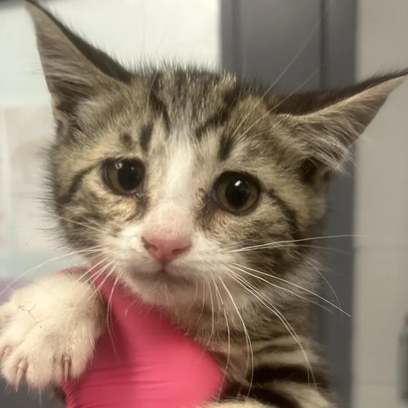 A baby small-sized male Brown / Chocolate Domestic Short Hair cat named Bryan for adoption in Greenville, SC