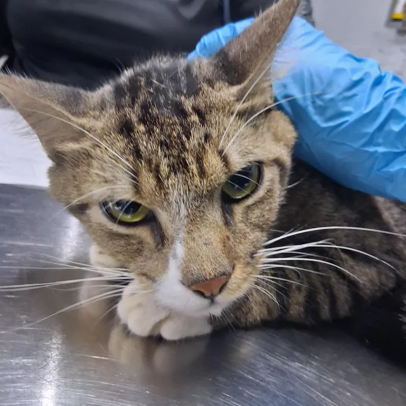 An adult medium-sized male Brown / Chocolate Domestic Short Hair cat named Glenn for adoption in Summerville, SC