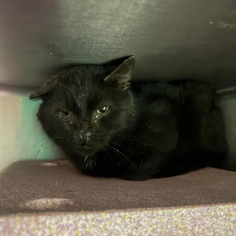 An adult medium-sized male Black Domestic Short Hair cat named Doug for adoption in Waukesha, WI