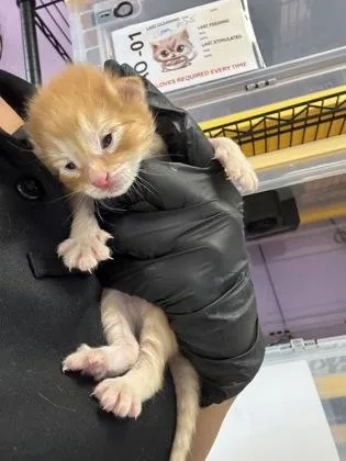 A baby medium-sized male Buff / Tan / Fawn Domestic Short Hair cat named 61468442 for adoption in El Paso, TX