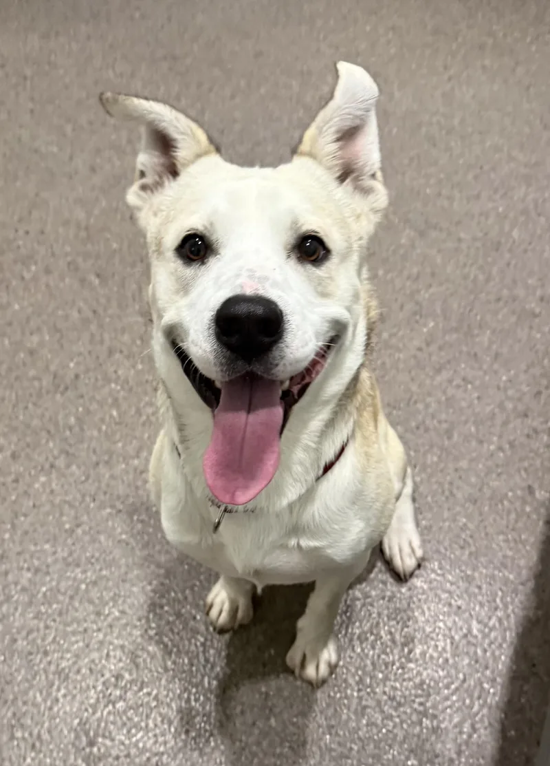 An adult medium-sized male Mixed Breed dog named Arthur for adoption in Sault Sainte Marie, MI