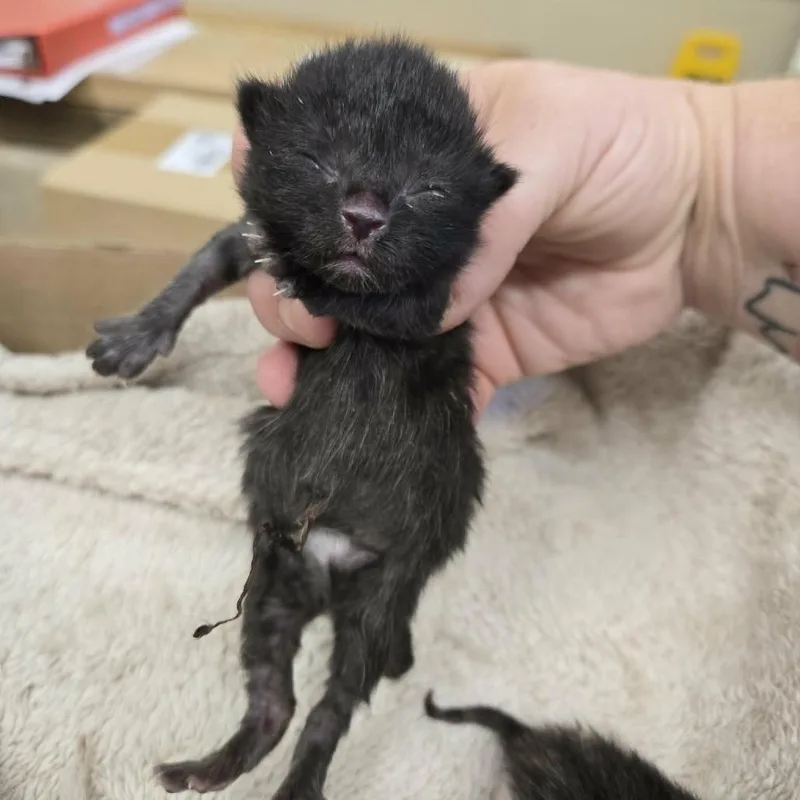 A baby small-sized male Black Domestic Short Hair cat named Hunky for adoption in Newport, TN