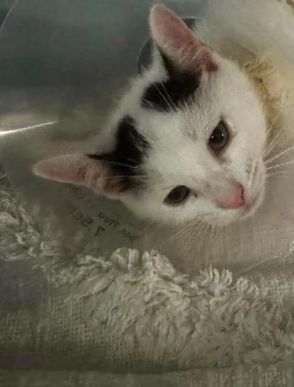 A baby small-sized female Black & White / Tuxedo Domestic Short Hair cat named Zeppi for adoption in Annapolis, MD