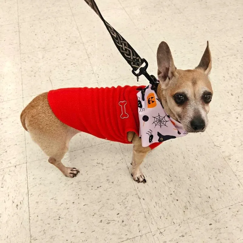 A senior small-sized female Chihuahua dog named Peanut for adoption in Worcester, MA