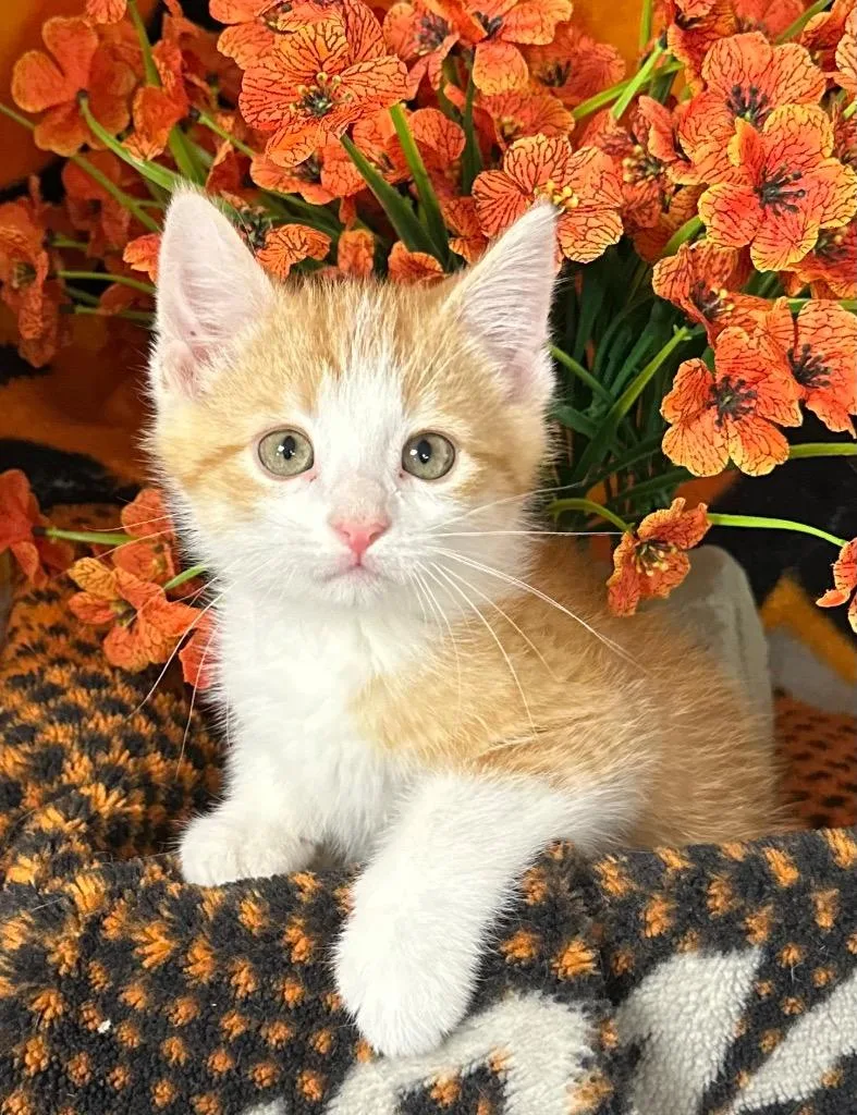 A baby small-sized male Domestic Short Hair cat named Pasta for adoption in Stillwater, OK