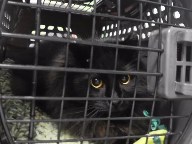 A young small-sized female Domestic Long Hair cat named Autumn for adoption in Omaha, NE