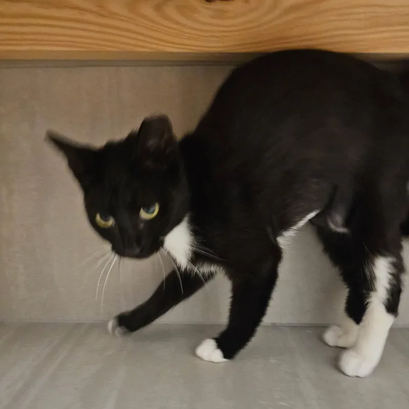 A young small-sized female Black Domestic Short Hair cat named Fiziewizie for adoption in Boston, MA