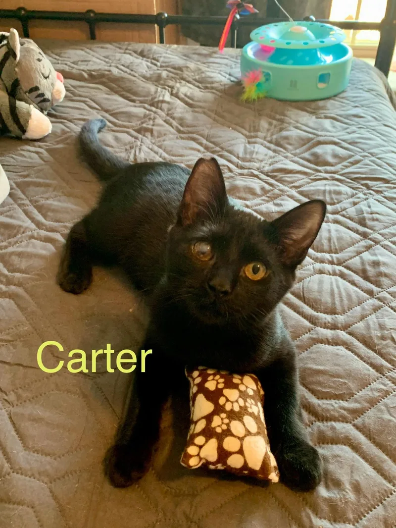 Carter & Tucker thumbnail 3