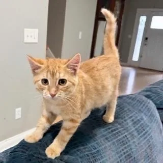 A baby small-sized male Tabby (Orange / Red) Domestic Short Hair cat named George for adoption in Rochester, MN