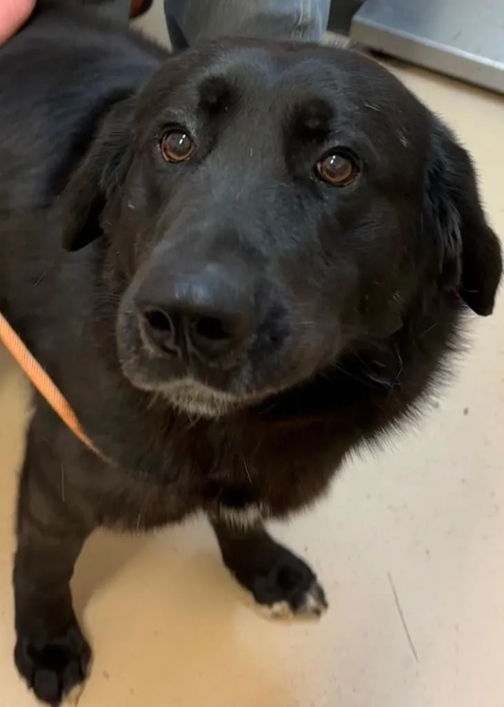 A young large-sized male Retriever dog named Chandler for adoption in Elizabethton, TN