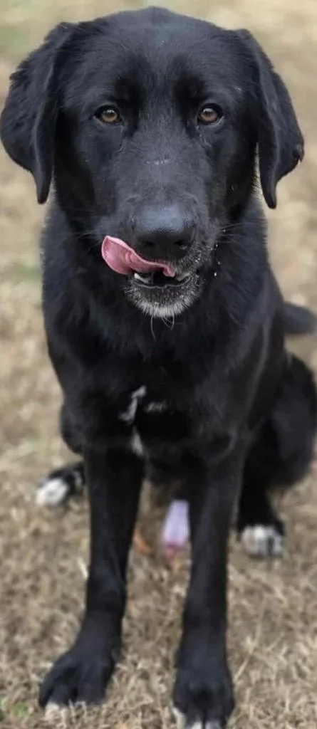 Chandler thumbnail 2