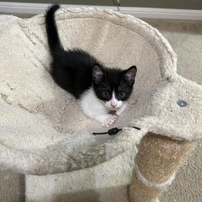 A baby small-sized male Black Domestic Short Hair cat named Overnight Oats for adoption in Austin, TX