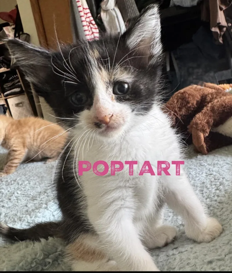 A young medium-sized female Calico Domestic Short Hair cat named Poptart for adoption in Cedar Rapids, IA