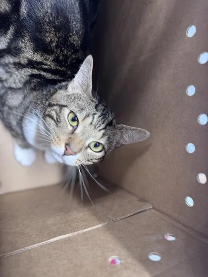 An adult medium-sized male Domestic Short Hair cat named Jerry for adoption in West Chester, PA