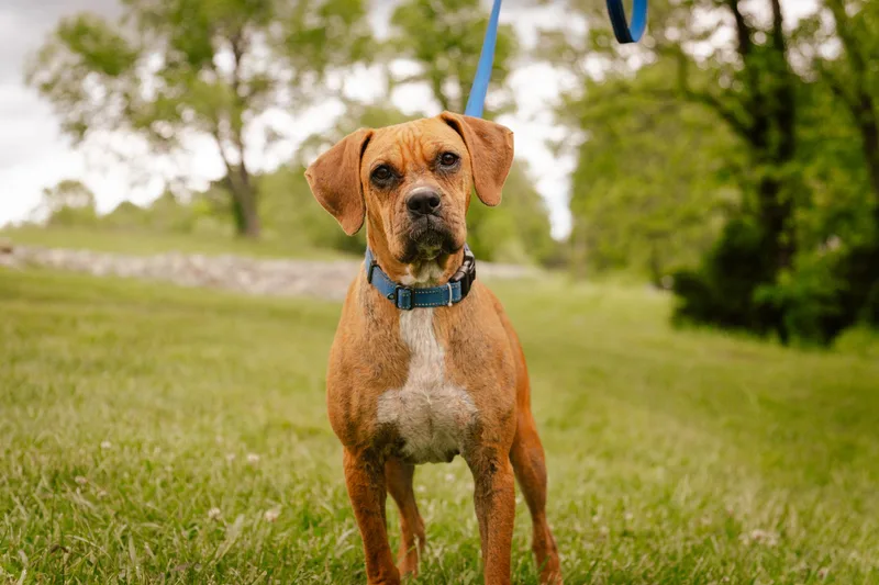 An adult medium-sized female Boxer dog named Trish Transport for adoption in Gradyville, KY