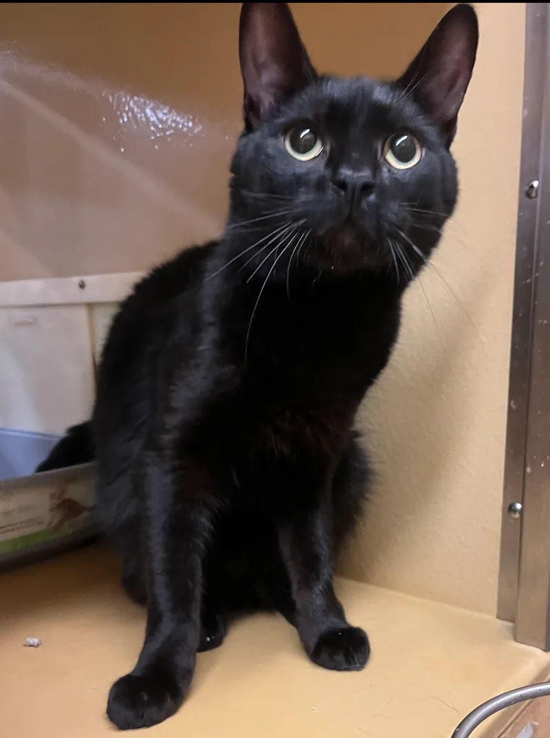 A young medium-sized male Domestic Short Hair cat named Apollo for adoption in North Haven, CT