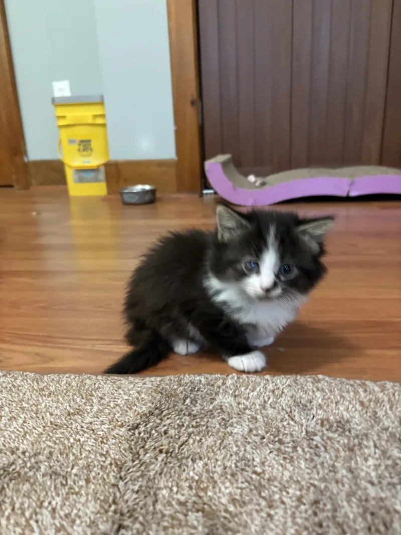 A baby small-sized female Domestic Long Hair cat named Tootsie for adoption in BREINIGSVILLE, PA