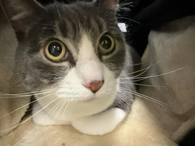 An adult medium-sized male Domestic Short Hair cat named Dubhoo for adoption in Kent, WA