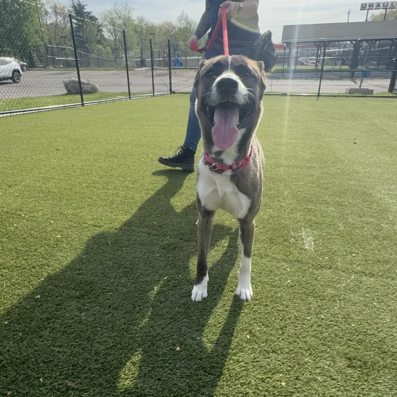 An adult medium-sized female Gray / Blue / Silver Mixed Breed dog named Nymphadora for adoption in Philadelphia, PA