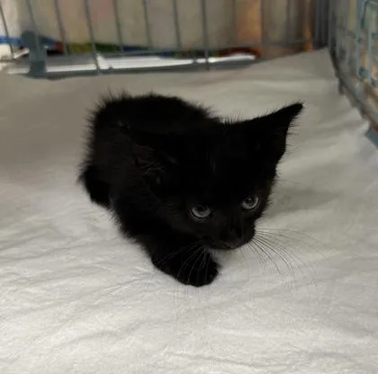 A baby small-sized female Domestic Short Hair cat named Media Noche for adoption in Gainesville, FL