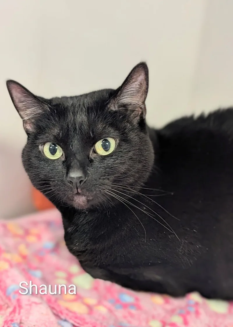 An adult medium-sized female Black Domestic Short Hair cat named Shauna for adoption in Flint, MI