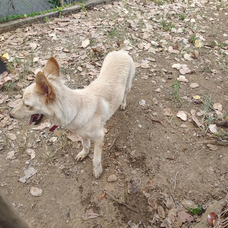 Nala thumbnail 2