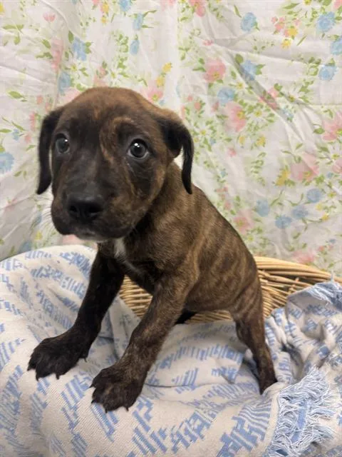 A baby small-sized female Staffordshire Bull Terrier dog named Frankie for adoption in Rosenberg, TX
