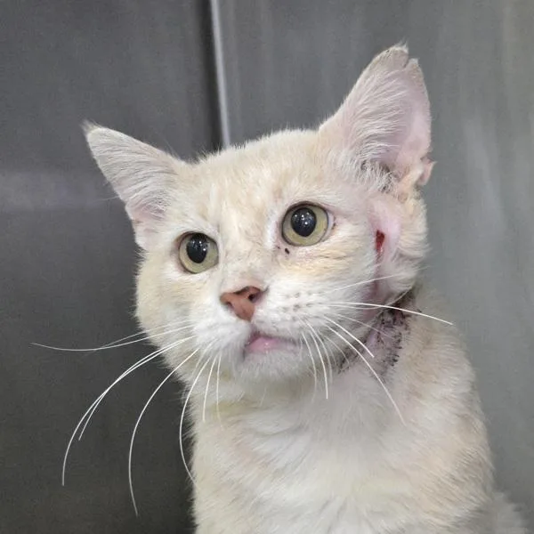 An adult small-sized male Domestic Short Hair cat named Scooter for adoption in Austin, TX
