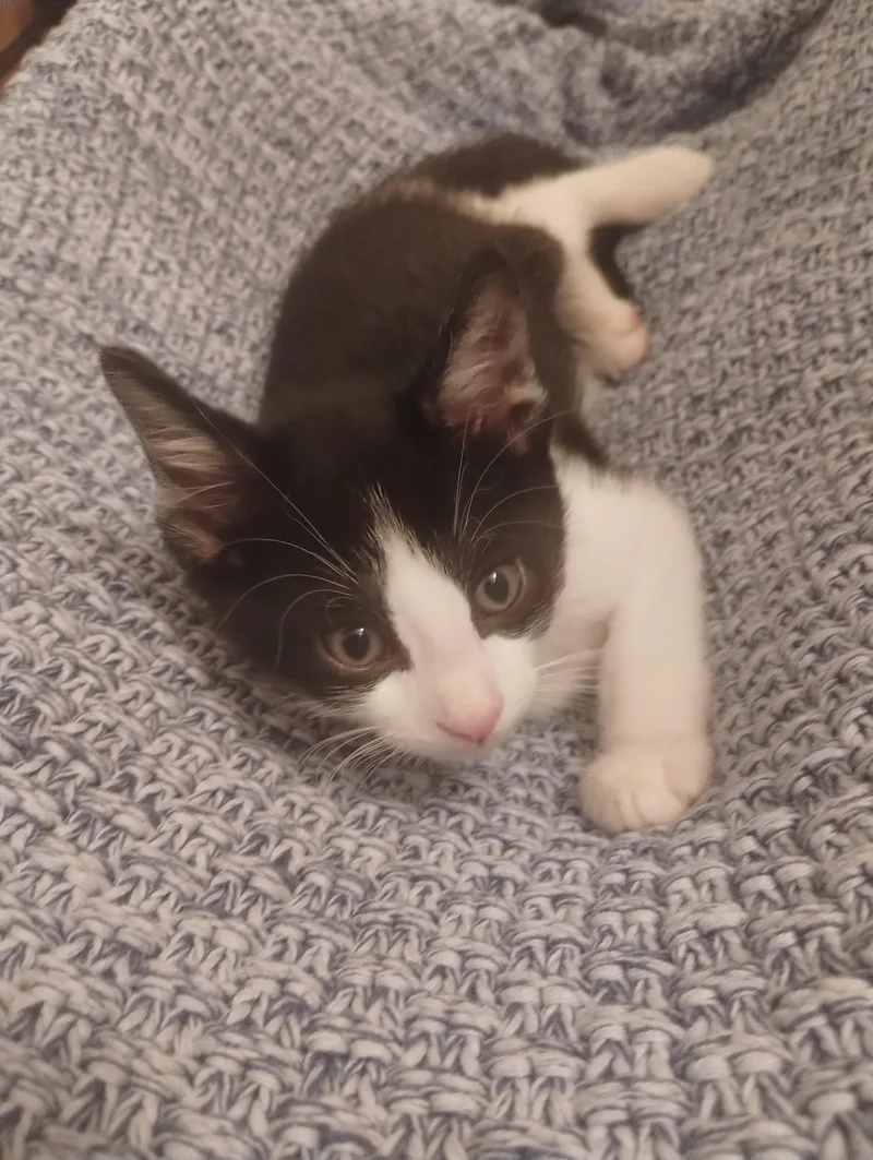 A baby small-sized male Black & White / Tuxedo Domestic Short Hair cat named Noir for adoption in Bryan, TX